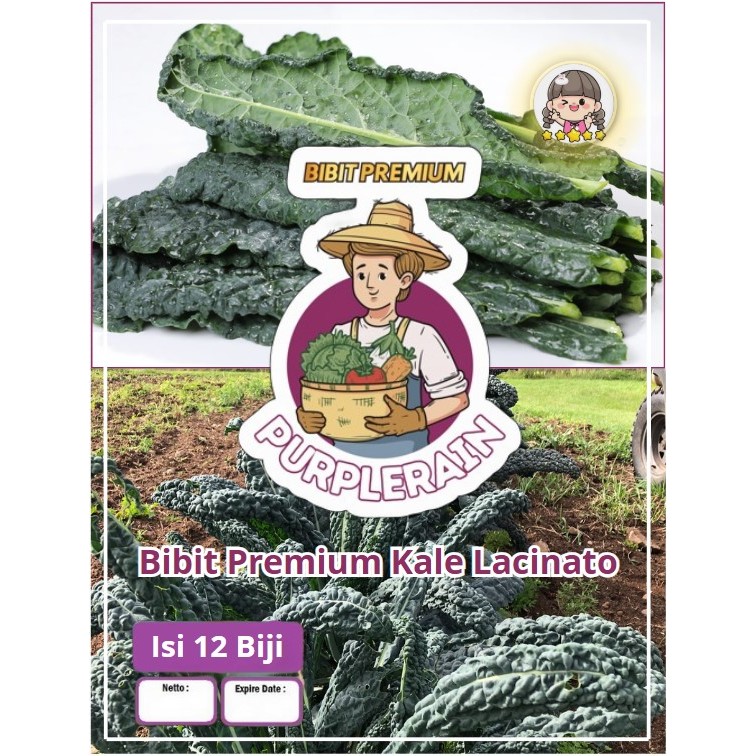 Bibit Premium Kale lacinato | Biji Benih Kale lacinato |Biji Bibit Kale