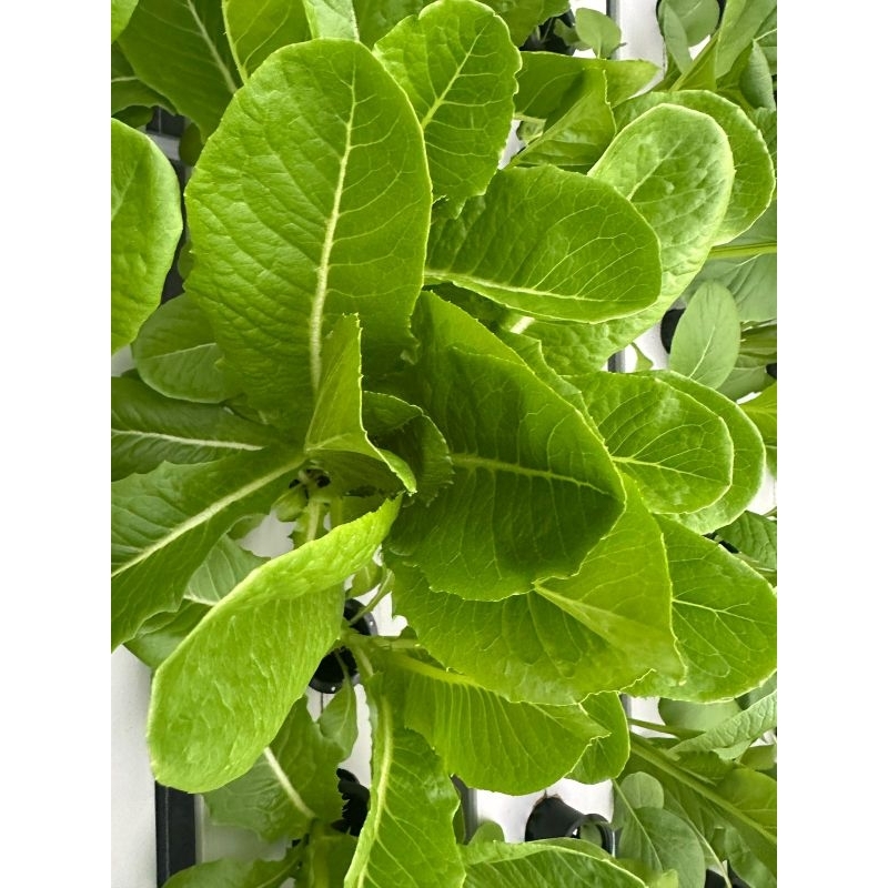 

Romaine Hijau Hidroponik Greenhouse per 250gr