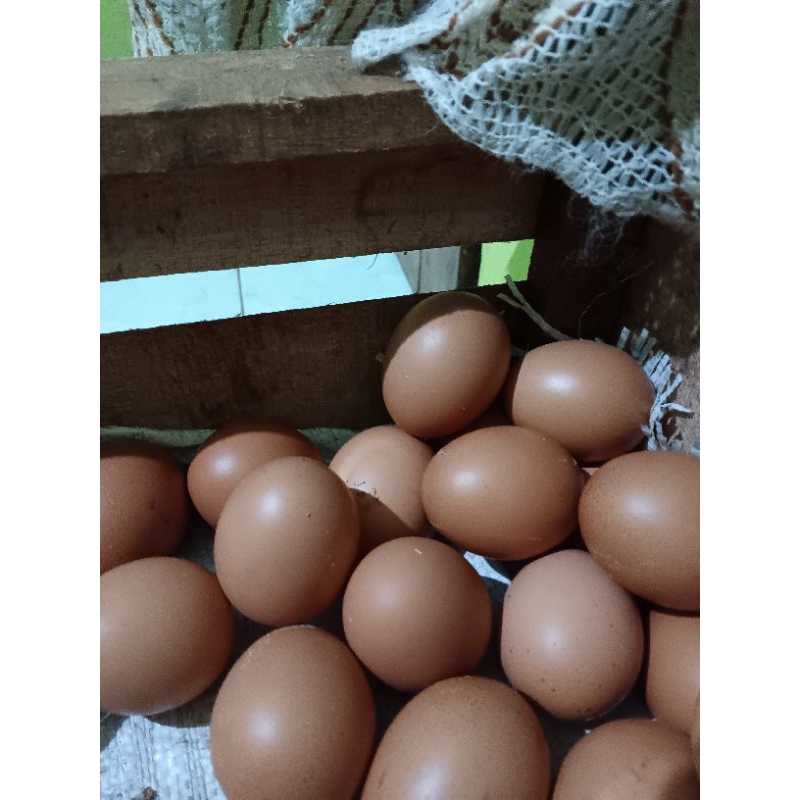 

telur ayam fresh