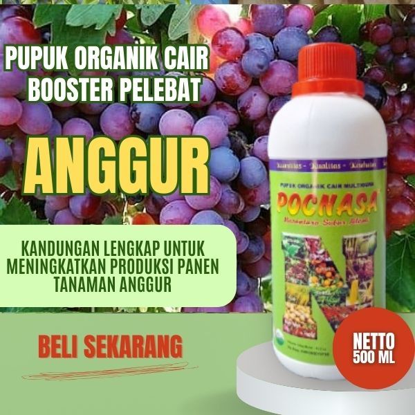 Pupuk Anggur Cepat Berbuah / Pupuk Anggur Berbuah Besar dan Manis / Pupuk Anggur / Booster /Organik