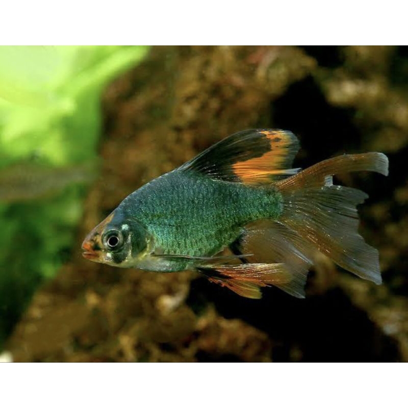 Ikan Hias Green Sumatra Long Ffin Slayer