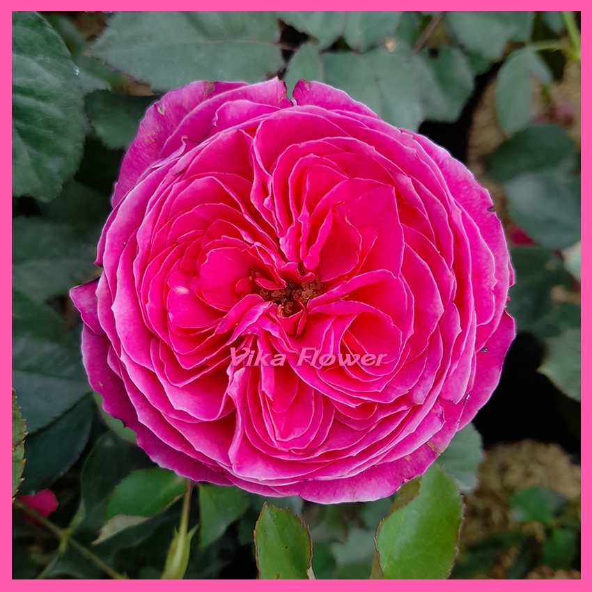 Mawar Import Yuzen - Yuzen Rose - Mawar Jepang