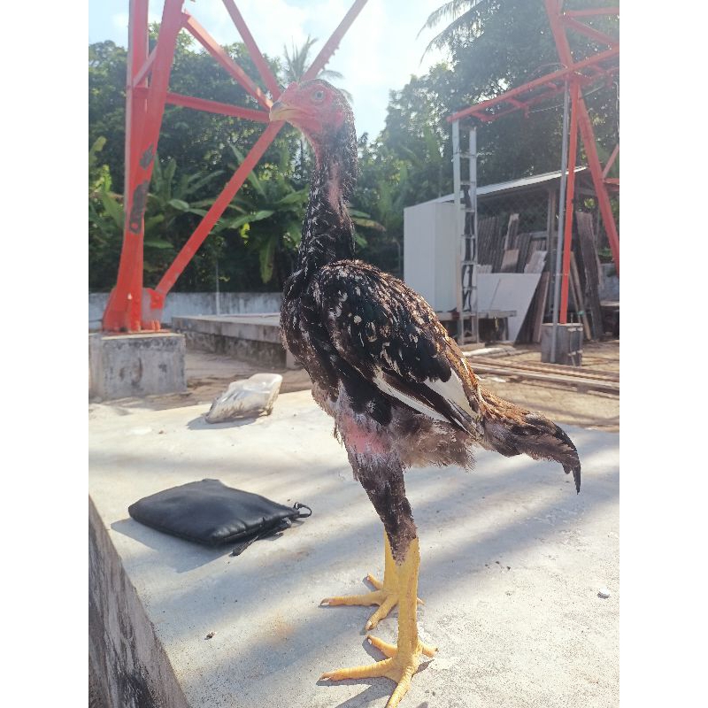 

TelurfertilSHAMOEROPA