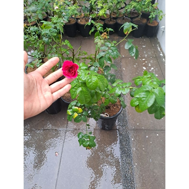 chubby plant tanaman hidup mawar david austin import rose adaptasi panas dataran rendah rose garden 