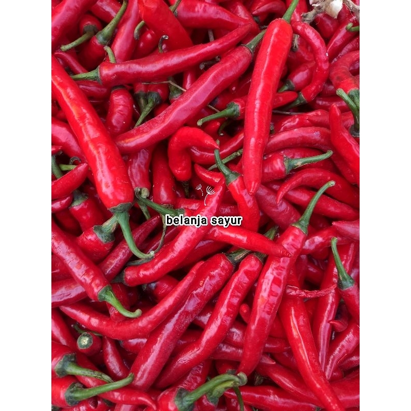 

CABE BESAR MERAH SEGAR