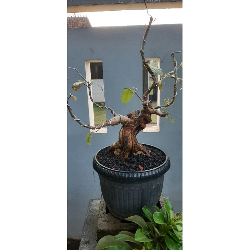 Bahan Bonsai Bunut Mame