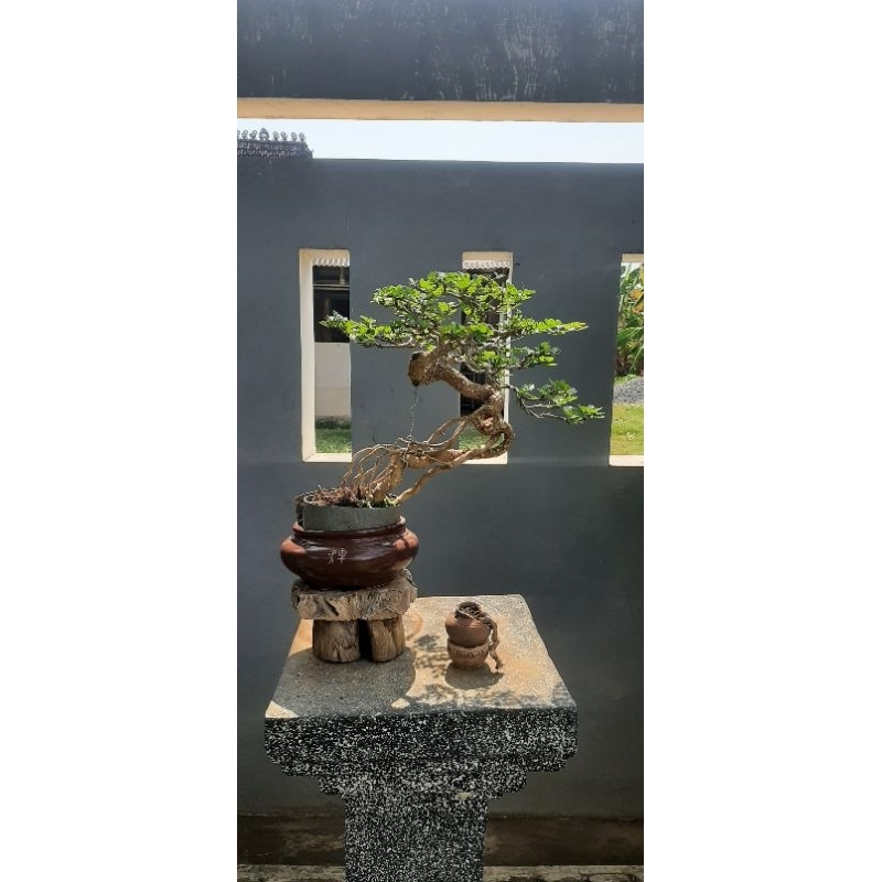 Bonsai kawis batu ekspos akar.
