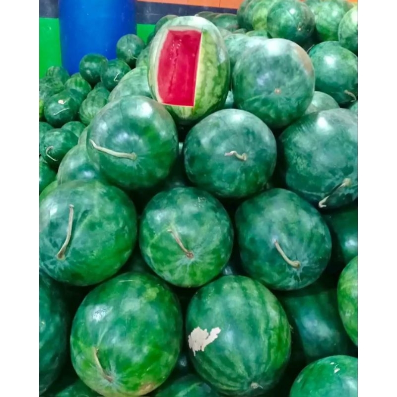 

Semangka tanpa biji pilihan terbaik 4kg