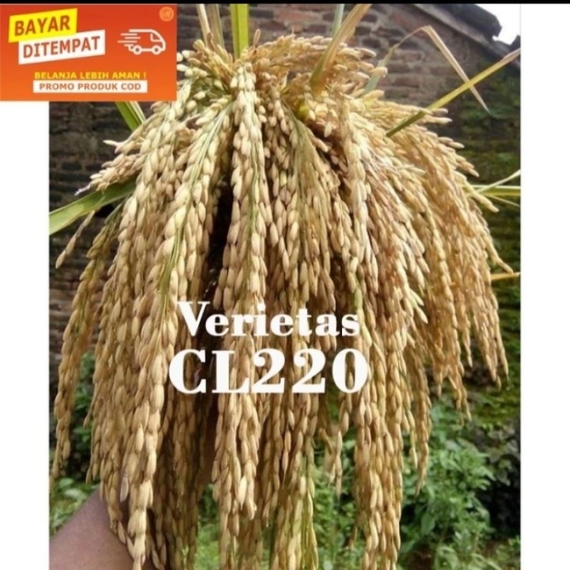 BENIH PADI CL 220 KEMASAN 5KG