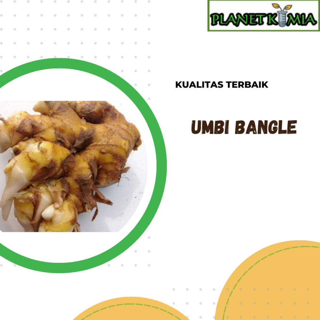 

dried,serbuk umbi bangle best product