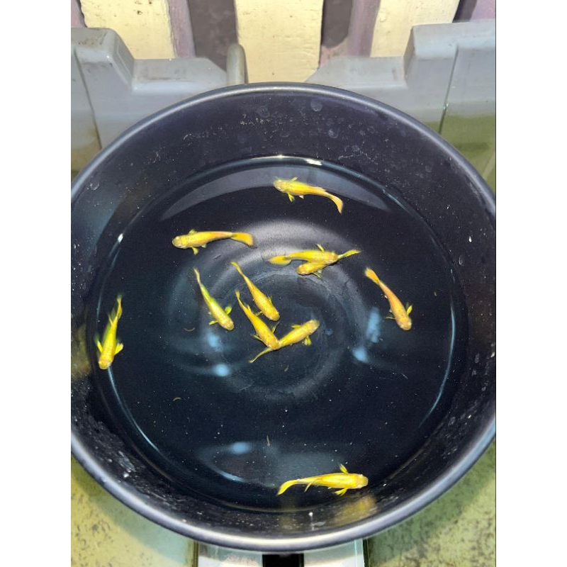 Aksesoris Guppy Full Gold riborn Grade A+