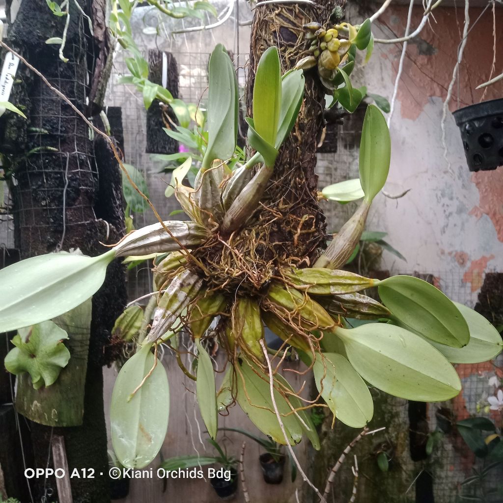 Anggrek Dendrobium agregatum syn aggregatum