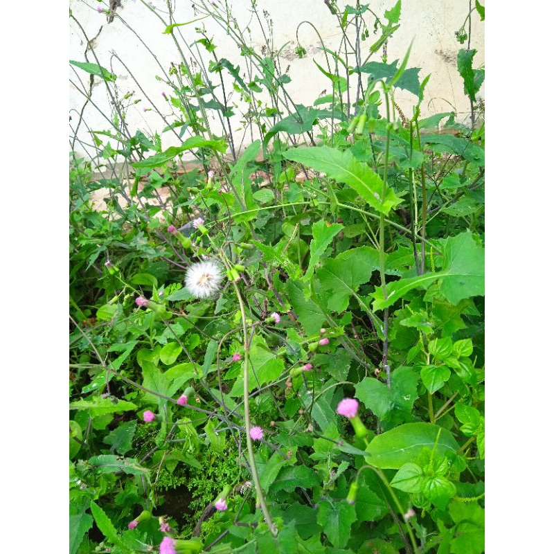 

jual daun tempuh wiyang/daun jonghe paket 100 grm