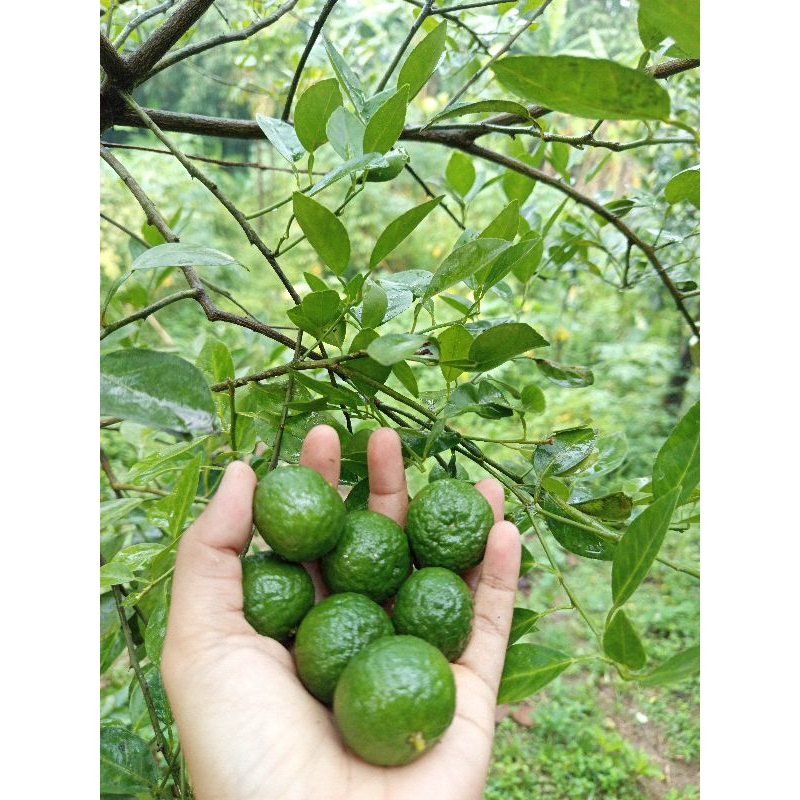 

JERUK LIMAU 500gr (di petik ketika ada pemesanan)