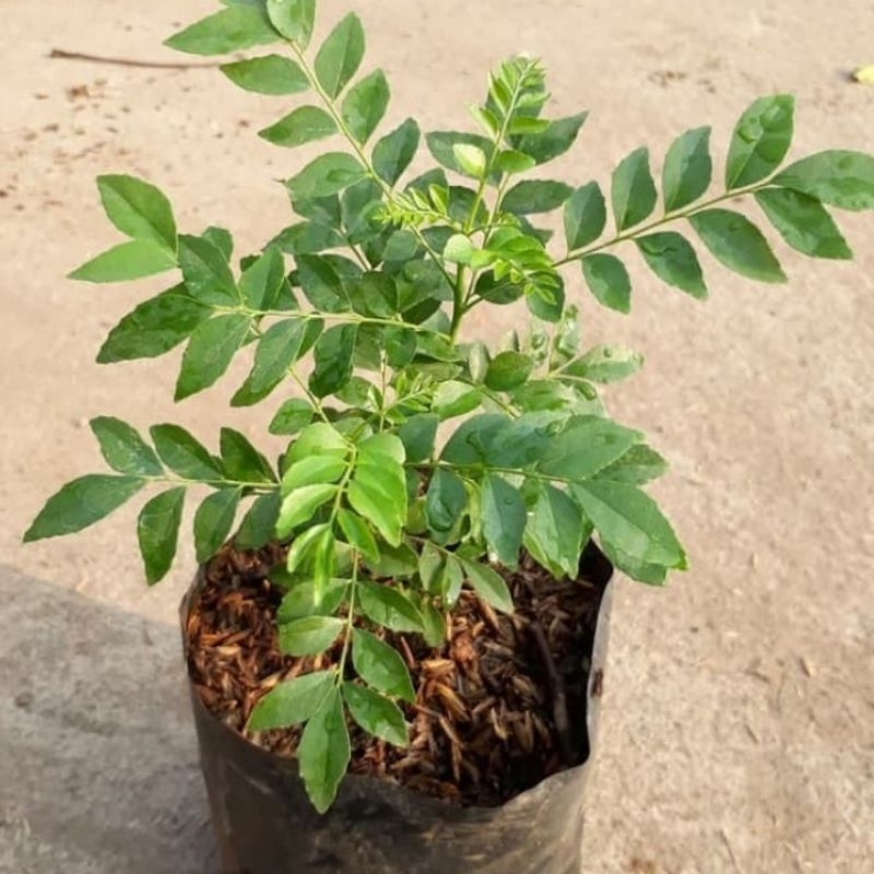 BIBIT TANAMAN KARI / POHON DAUN KARI / DAUN SALAM KOJA / TEMURUI