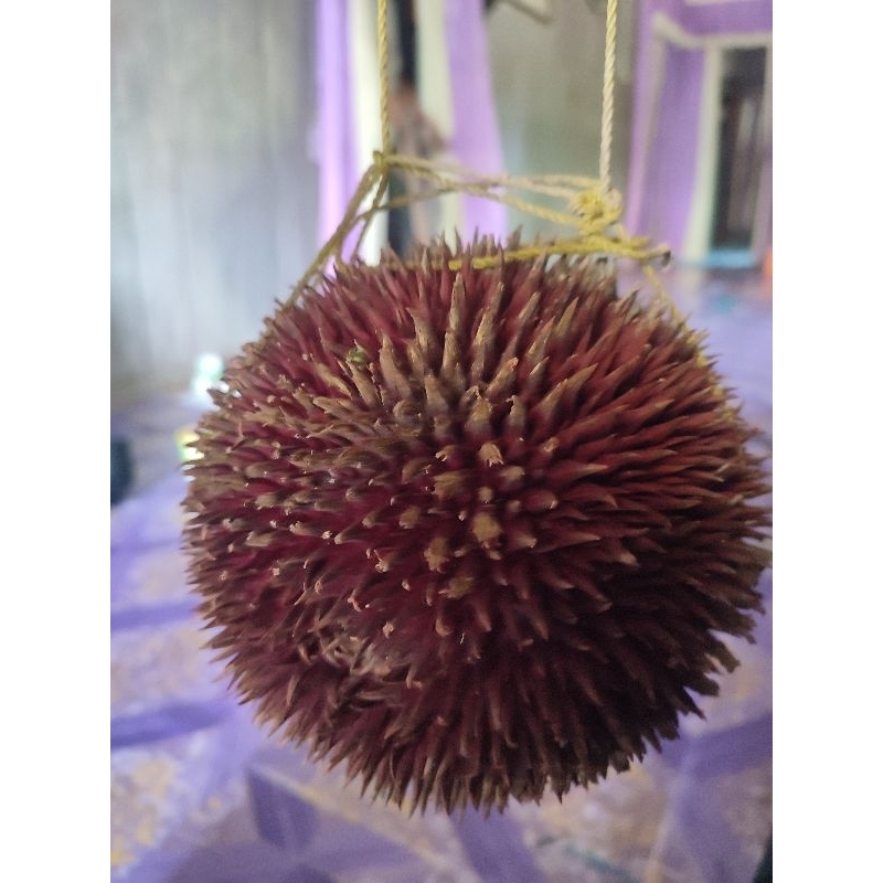 durian merah