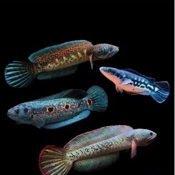 

stiker Channa Ranthie WC (jualiwak) Betta marqisya fish