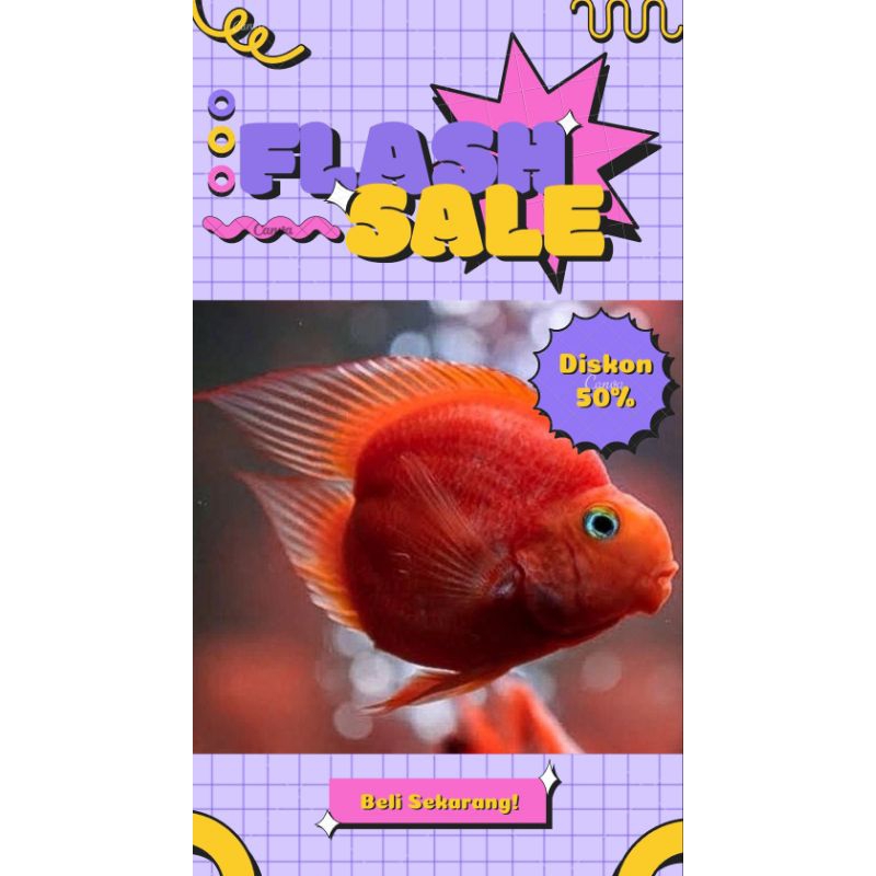 Red Parrot No Tail 3-4 Jari #PromoSpecial