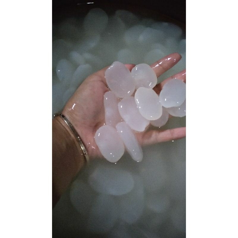 

kolang kaling kualitas terbaik//