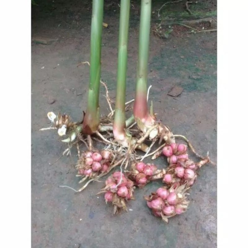 

Bibit kapulaga rempah herbal