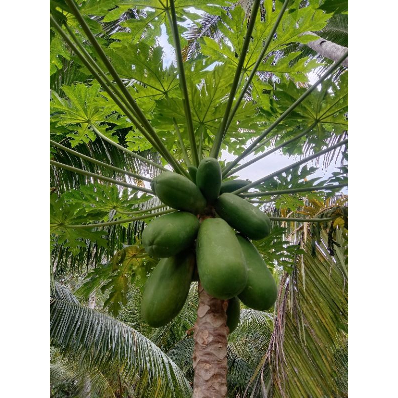 

bisa cod buah pepaya muda mentah per biji fres