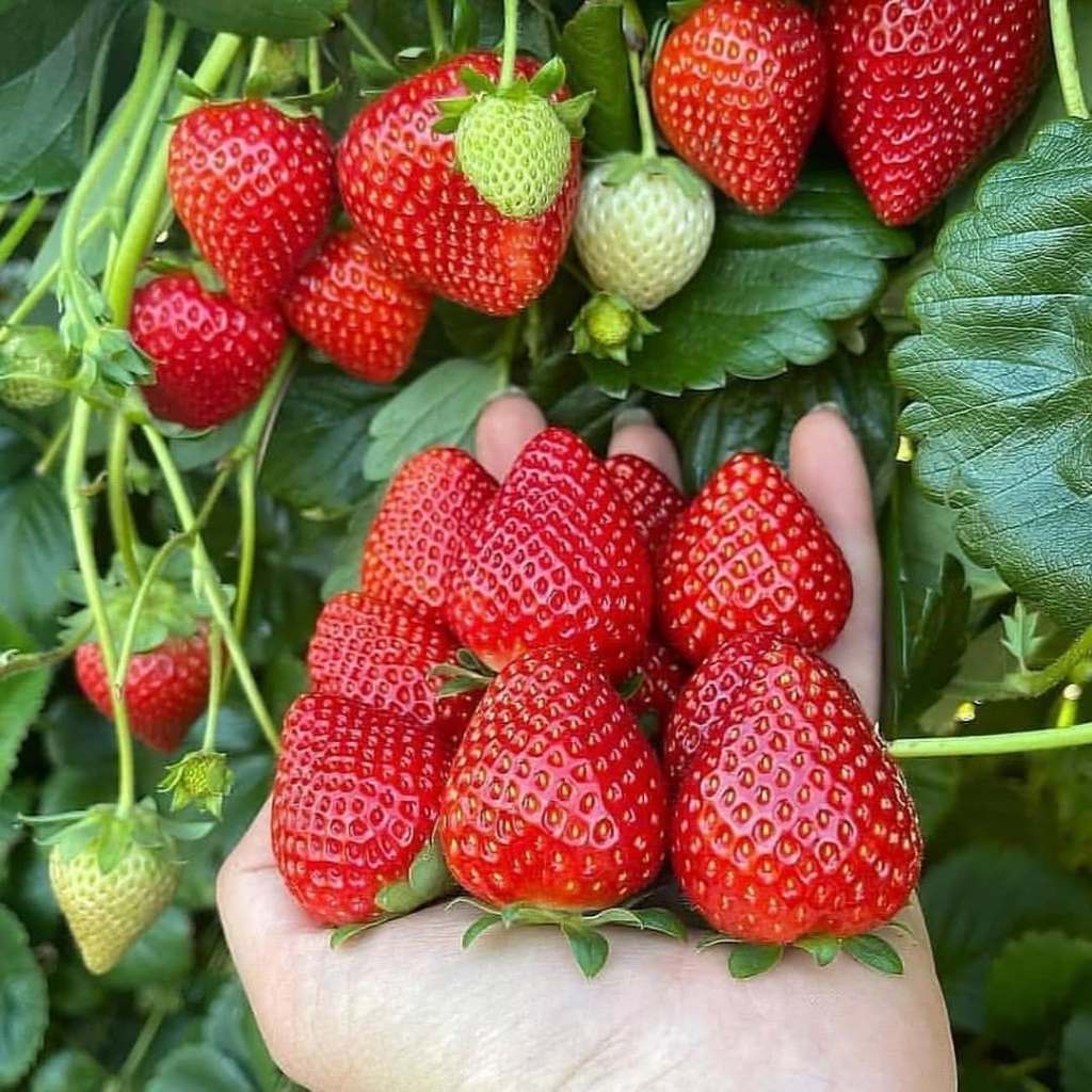 

Buah Strawberry segar petik dari kebun stroberi kota batu