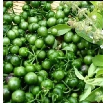 Leunca Segar lalapan