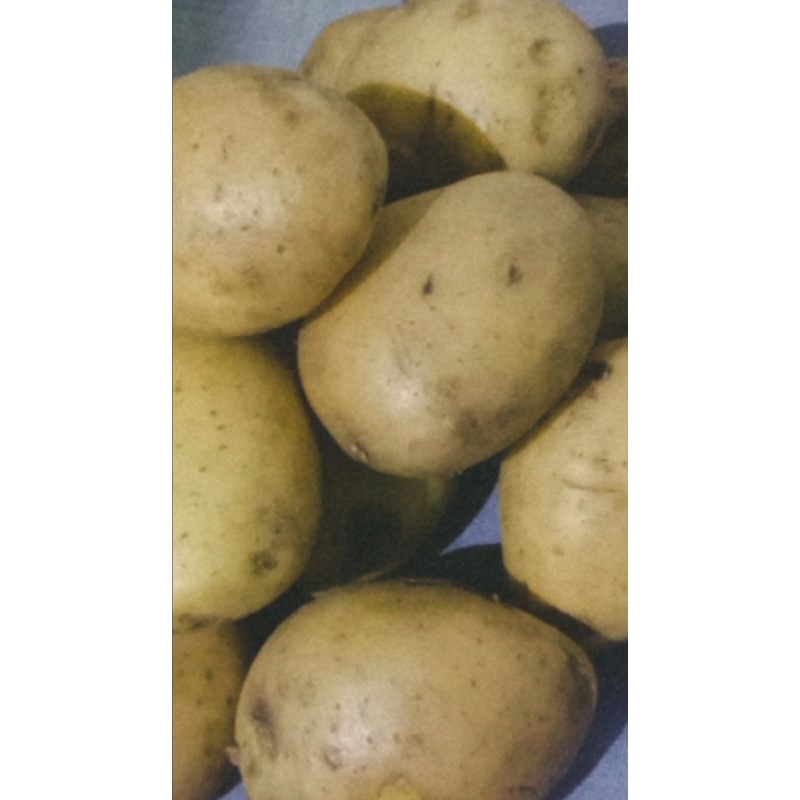 

kentang