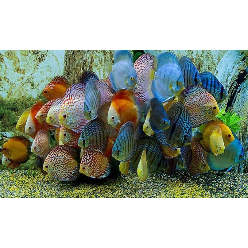 Discus burayak jenis rundom 1,5cm-2cm //ikan hias aquarium aquascape //rayakan ikan discus