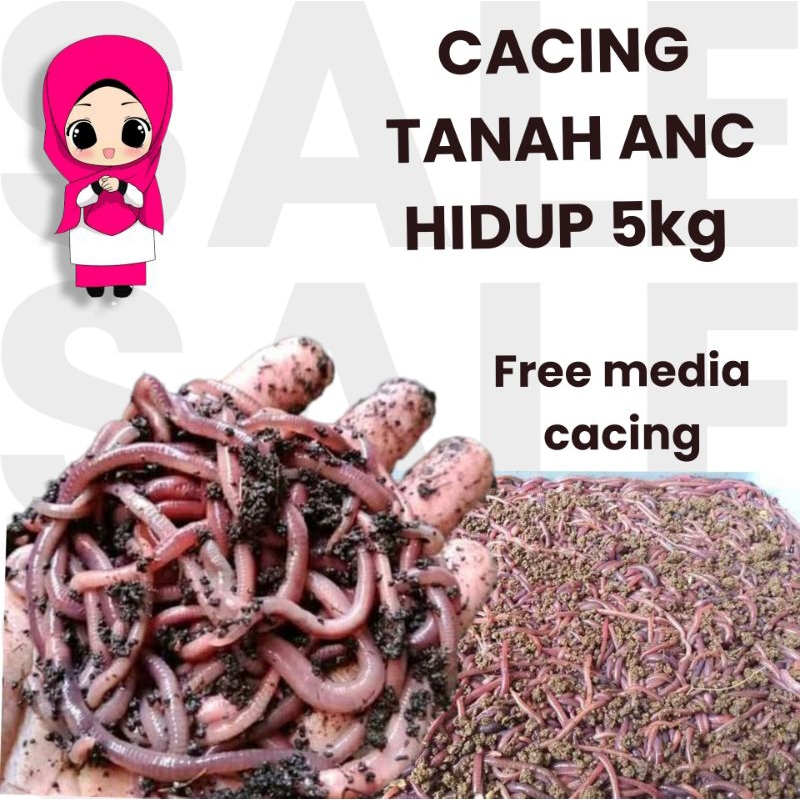 cacing tanah cacing merah anc 5kg