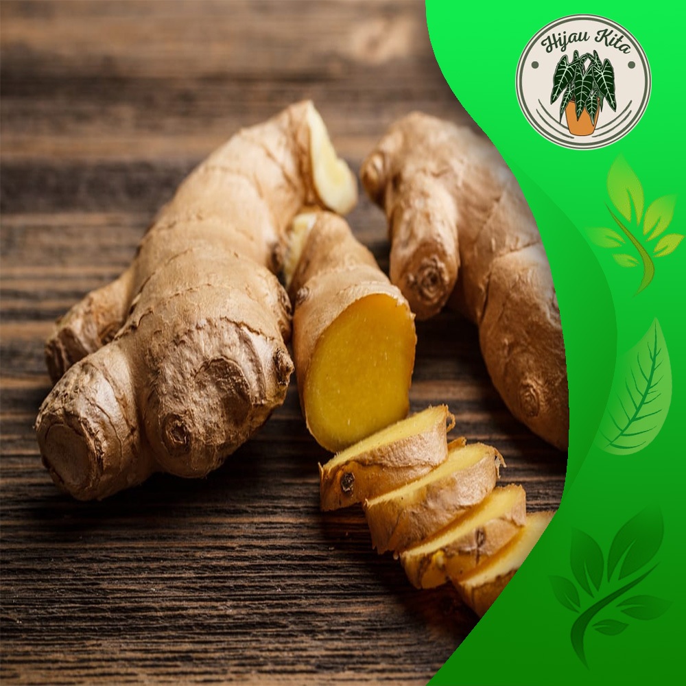 

emulawak segar 1kg Temu Lawak asli original bibit kuning utuh HIJAUKITA