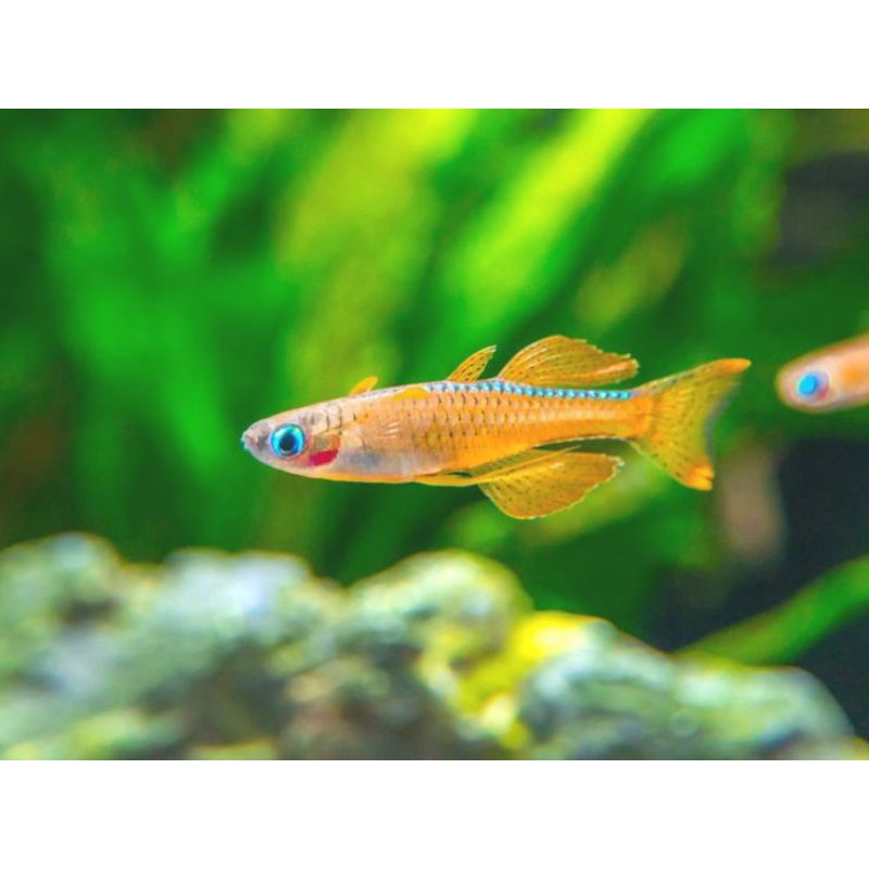 Ikan Hias Pseudomugil Paskai