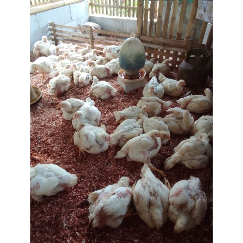 

ayam potong boiler 1,6 kg
