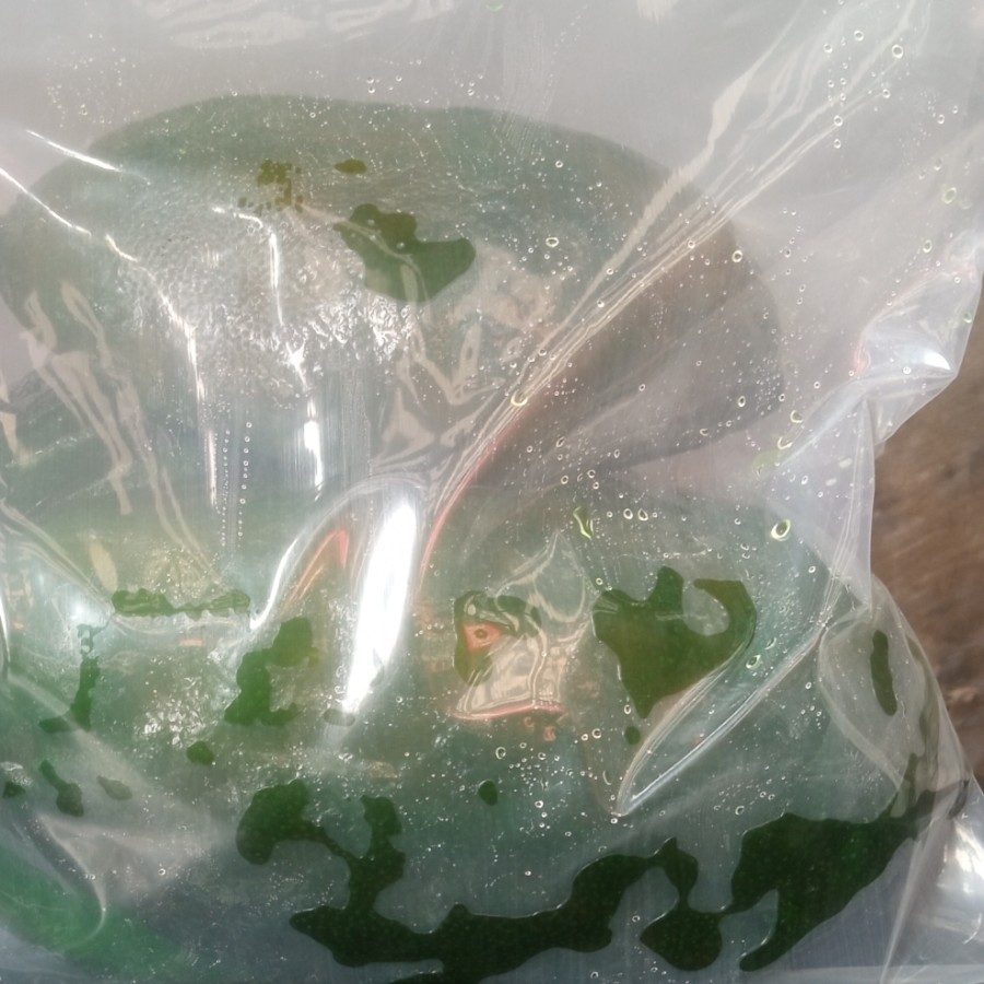 

Terlaris sukade jeruk asli