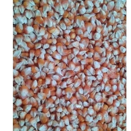 Jagung sedang (tanggung) pipil kering kualitas super 1 kg pakan ayam