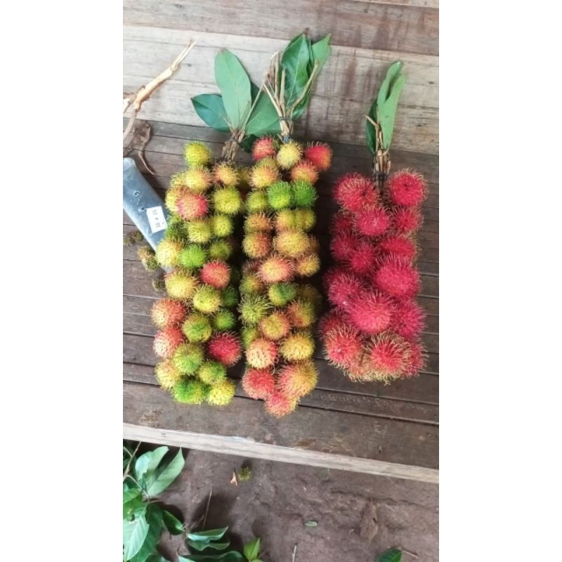 

RAMBUTAN RAFIA 1KG MANIS SEGAR