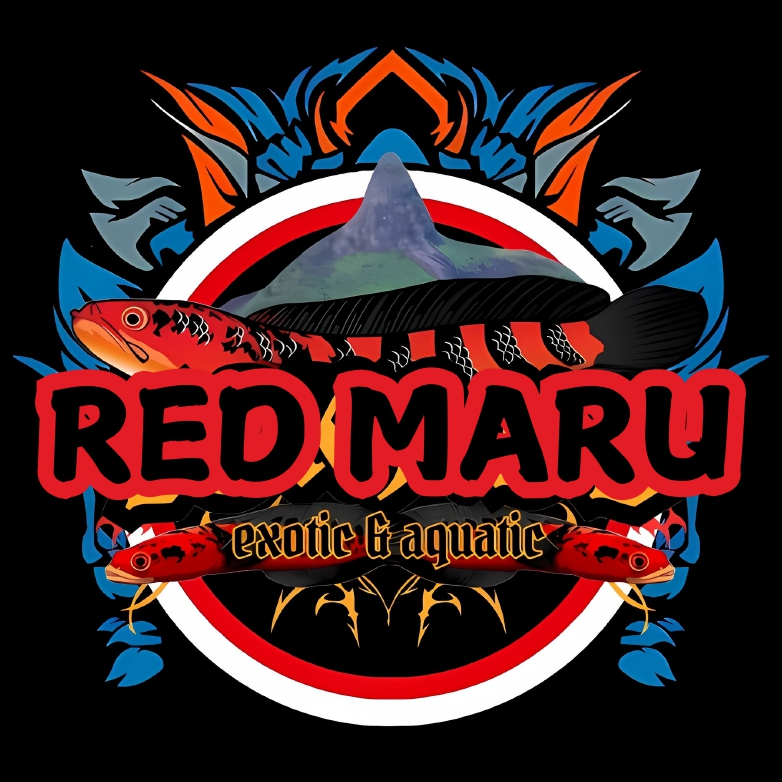 CAIRAN CHANNA RED MARU - KETAPANG MARU RED BABY