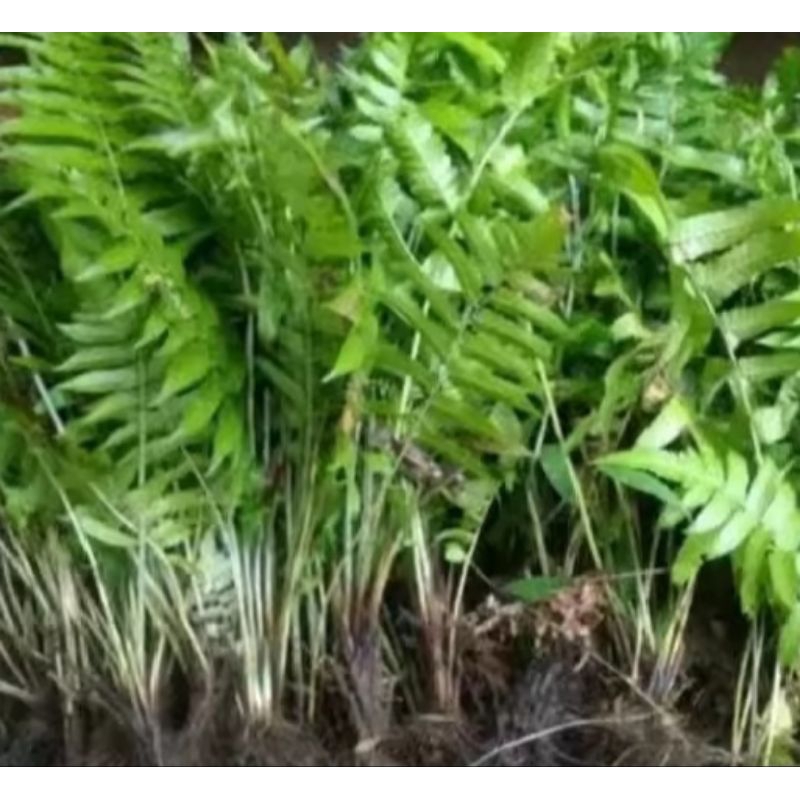 bibit pakis sayur/tanaman pakis sayur