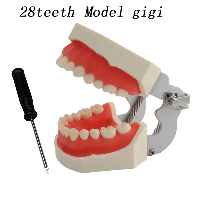 Dental Model Typodont / Peraga Gigi Typodont Removable Teeth Model Fit Kilgore NISSIN 500 Type