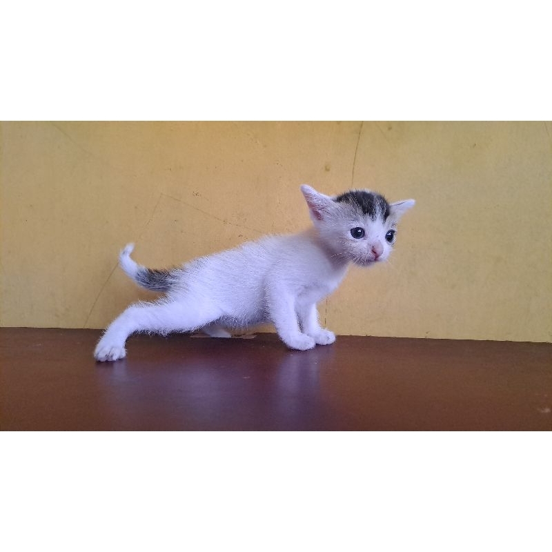 Kucing Kitten Domestik Betina