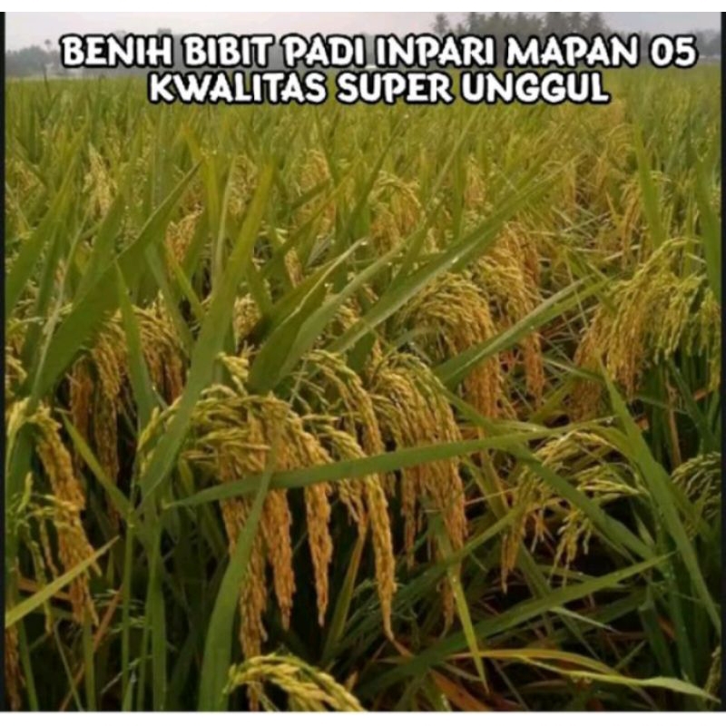 benih padi inpari mapan05 kualitas super unggul 5kg