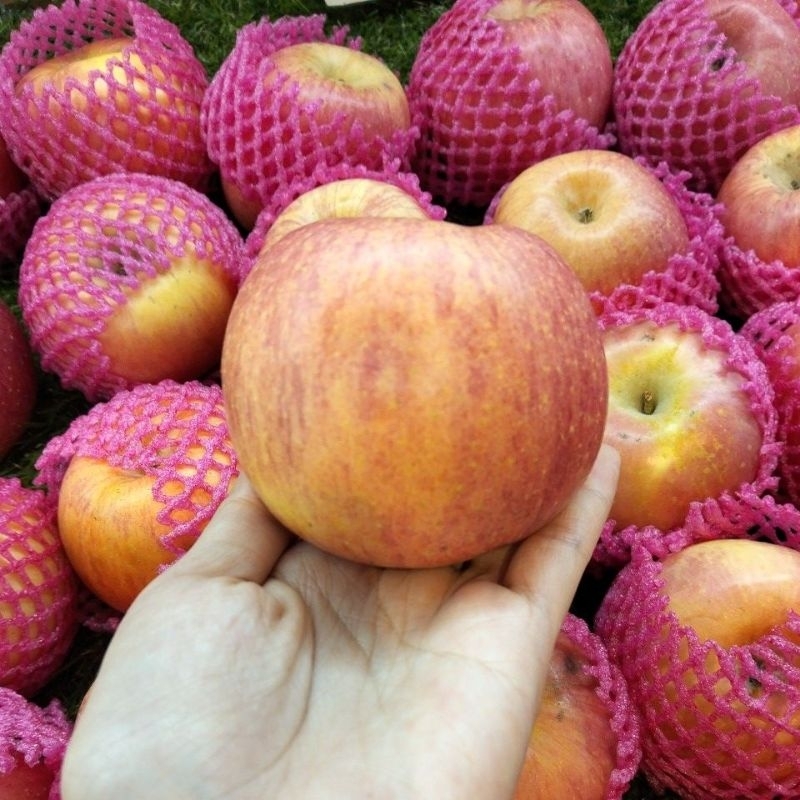 

Apel Sonya NZ | Buah Apel Sonya New Zealand 1 Kg