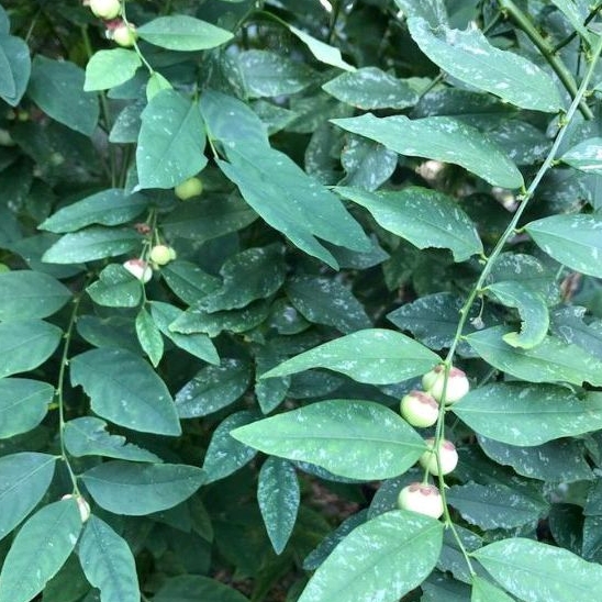 

Daun Katuk organik 100 gr