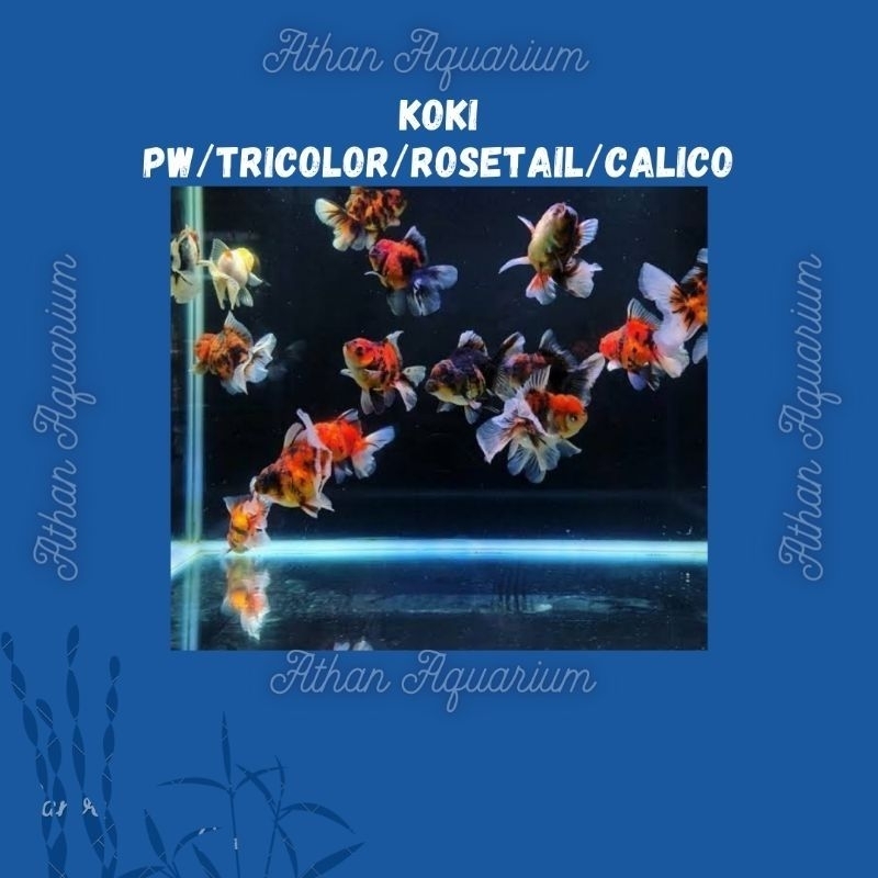 Mas Koki/Goldfish oranda pw/tricolor/calico/rosetail/panda size sedang ke besar 11-12cm