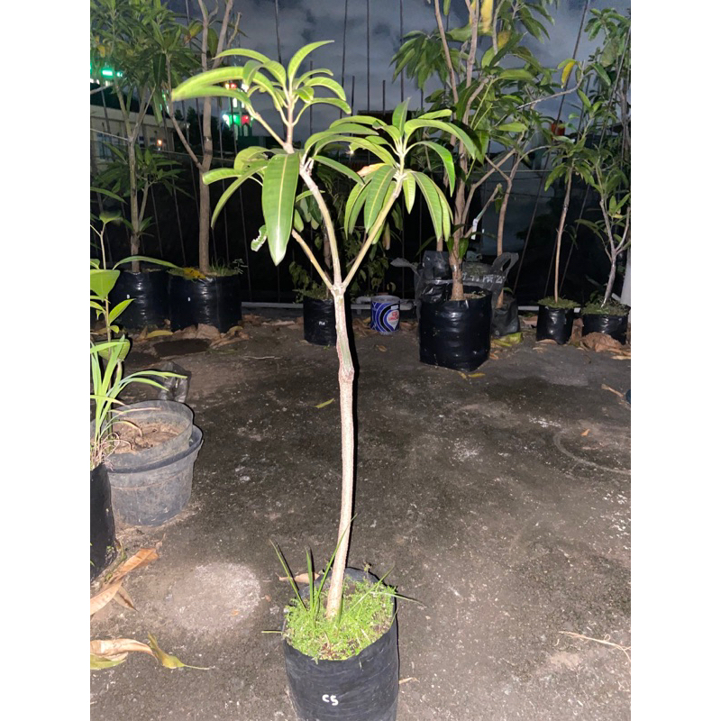 

mangga chi se