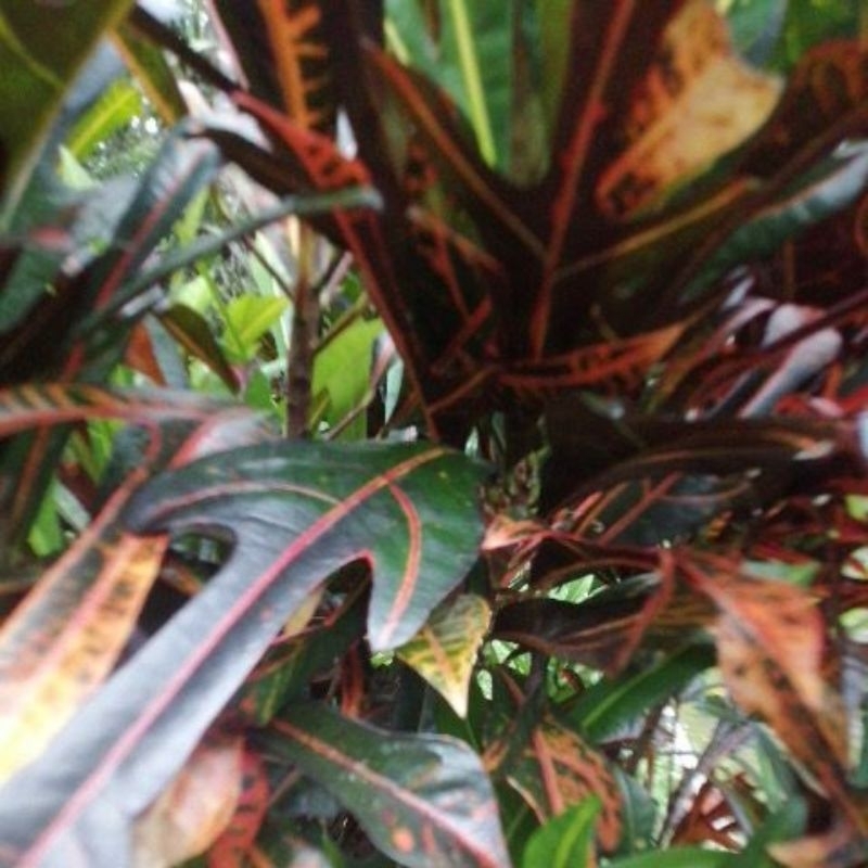 

Daun Puring Berjari segar 10 lembar