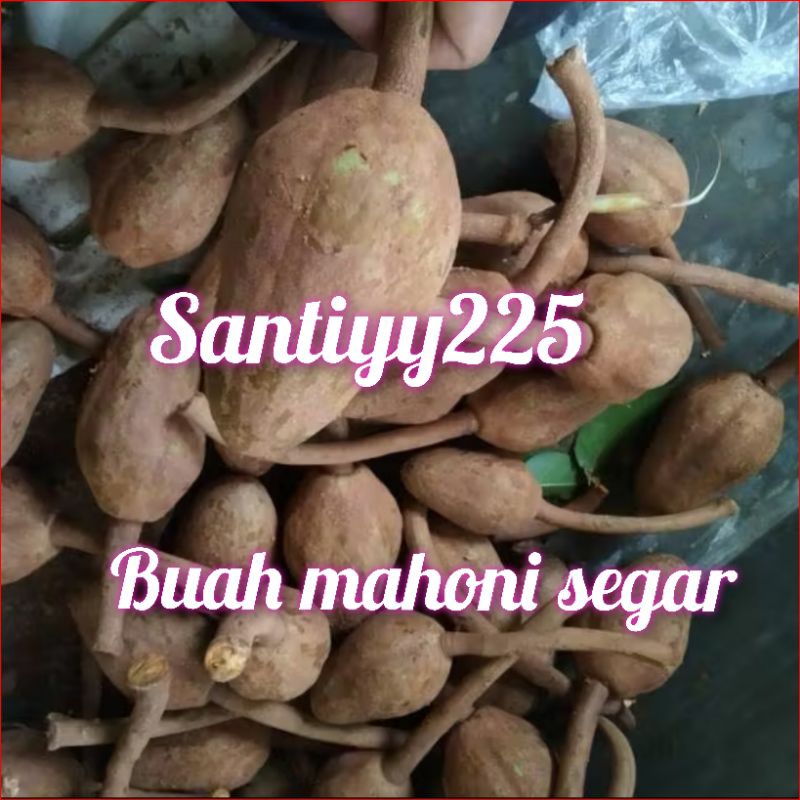 

buah mahoni segar muda atau Swietenia macrophylla