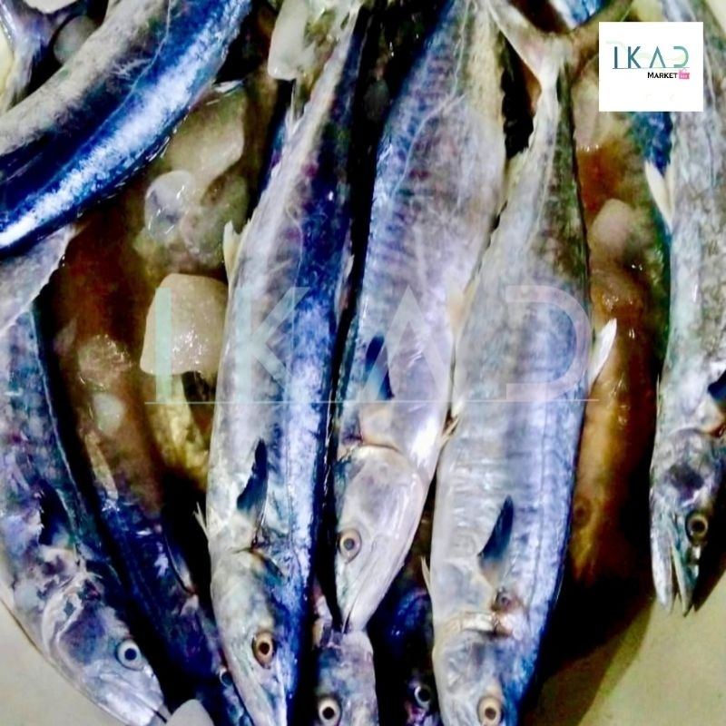 

Ikan Tenggiri