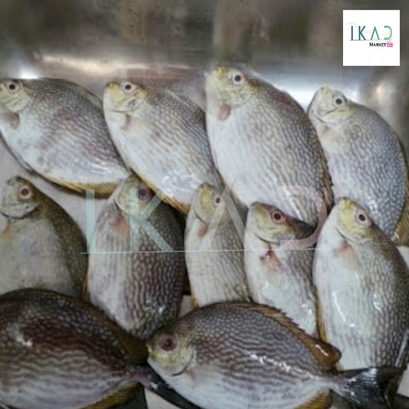 

Ikan Baronang Batik