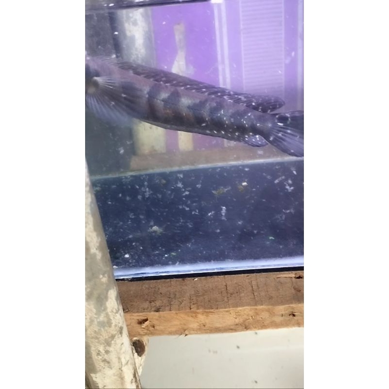 green marulius seruyan